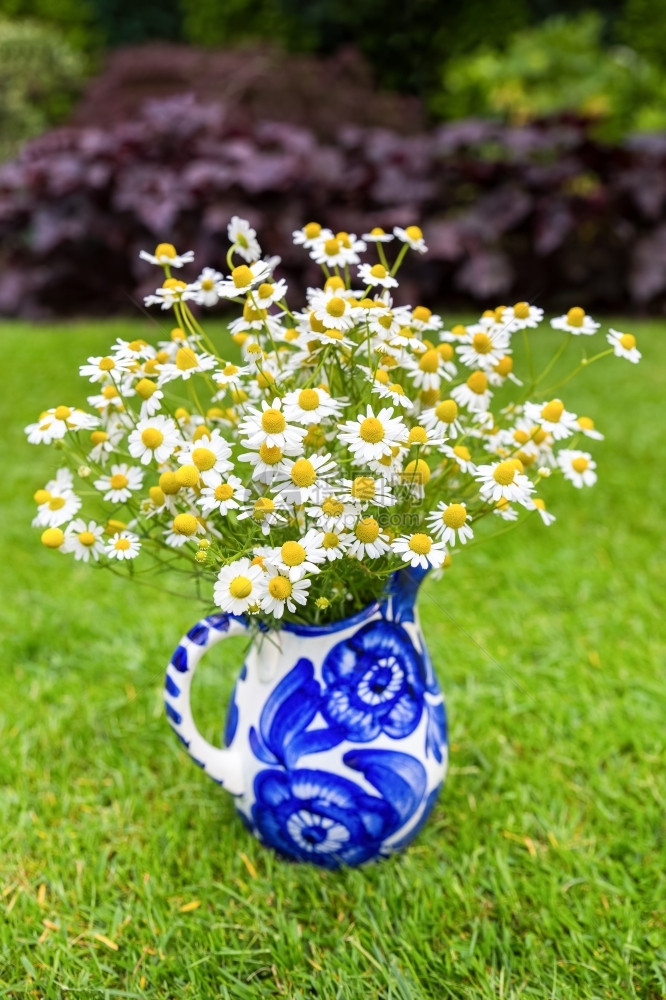 香花园在草地的蓝色花瓶上流着鲜的白甘菊草本植物图片