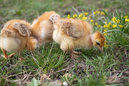 鸟草地上的黄鸡特写漂亮的黄色小鸡一群的草地上黄色鸡特写户外婴儿背景图片