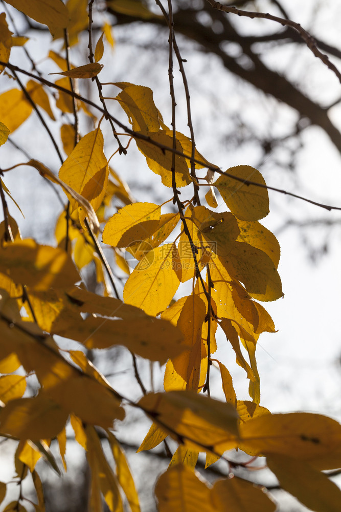 秋季自然树的特和点随着叶子秋天树的变化而树木的特点和头日出美丽的图片