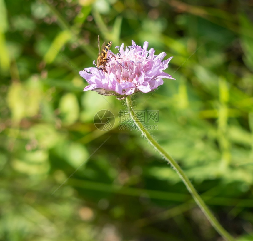 明亮的阳光照射在职蜜蜂夏日阳光照耀的花朵上收集蜜小蜂在粉红花上采集蜜图片