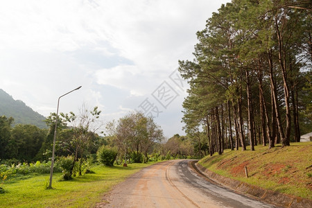 车道质地松林街树在沿山上一条有线小道的街上种植图片