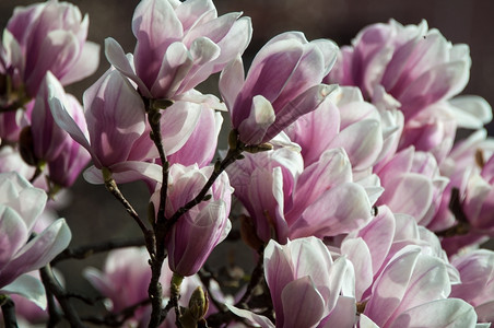 乔木季节精美的粉红色木兰花紧近盛开图片