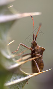 甲虫藏在刺针中垂视着其他动物甲虫隐藏在的刺中嘴满怀期待绿色图片