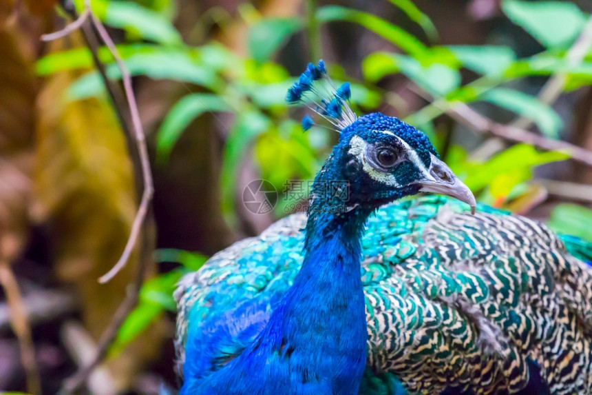 展览自然界中的蓝孔雀脸野生动物质地图片