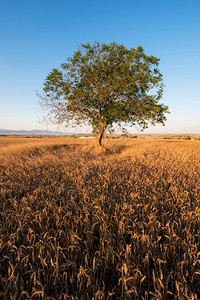 农田土地景观日落时树木和金麦田图片