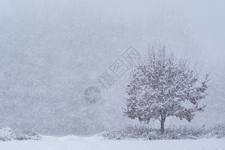 深的凉爽寒冬孤树森林下雪白色的图片