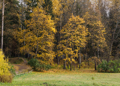 秋天公园的季风景落下丰富多彩的叶子图片