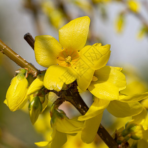 生长环境连翘中间体春天的花朵明亮图片