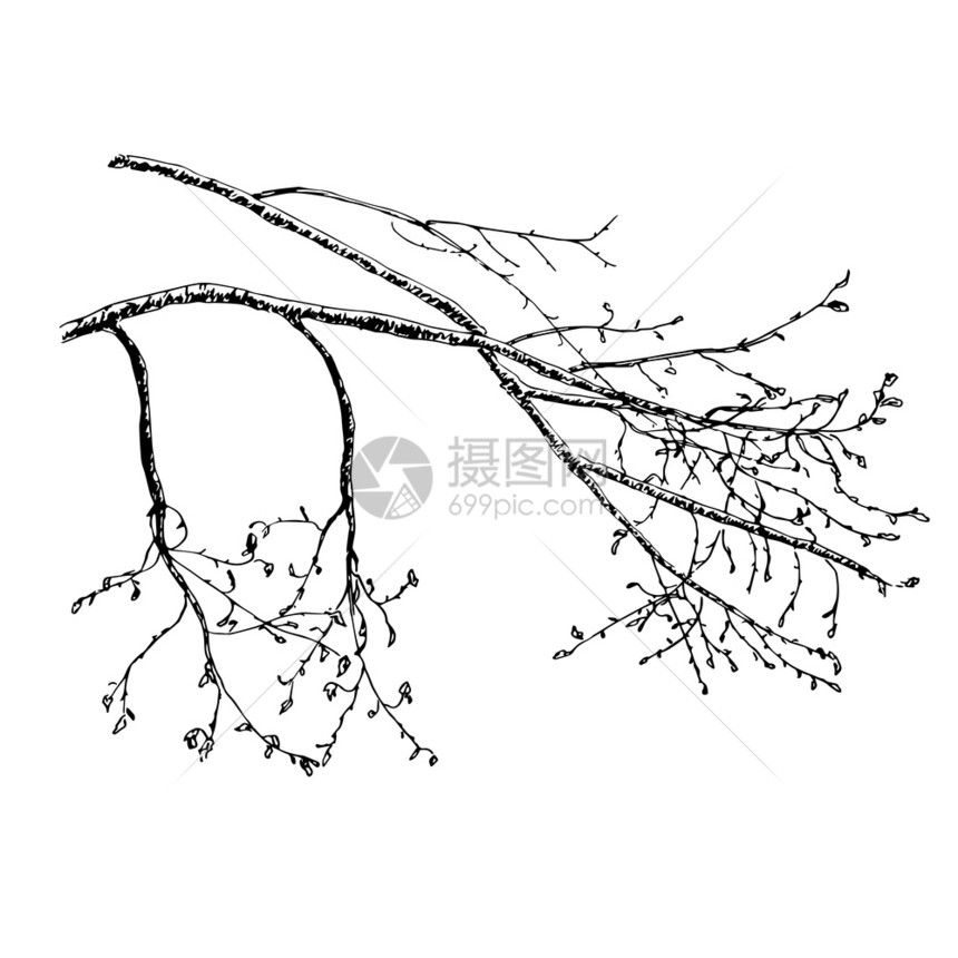 矢量手画了春树枝的草图插春季树枝是天老的冷静美丽图片