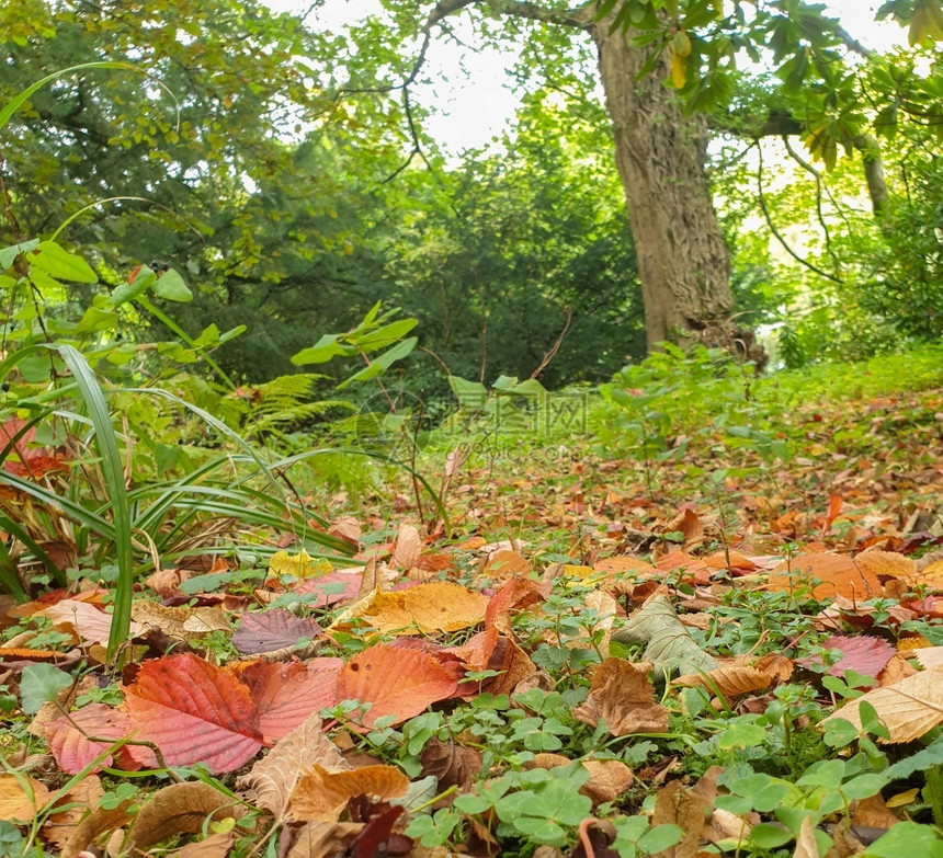 外部分支机构在联合王国利兹郊外西约克郡美丽的秋天树木落叶和的景象英国图片