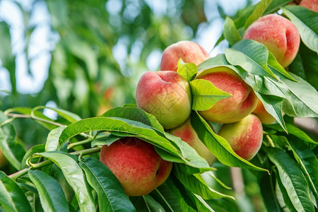 树上新鲜成熟的桃子图片