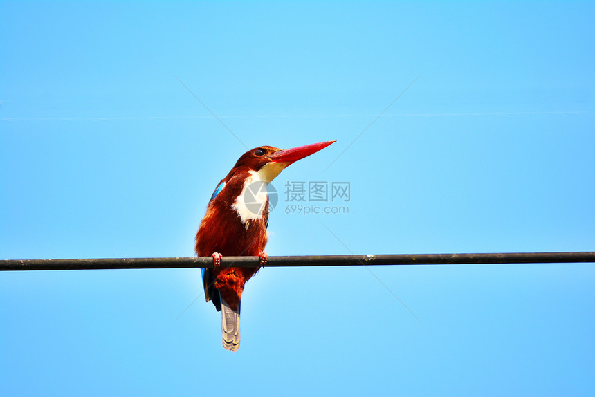 野生动物环境在有蓝天背景的电缆上紧贴美丽的鸟儿通风图片