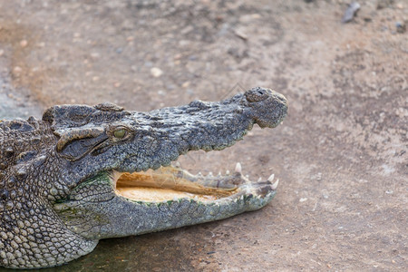 自然鳄鱼头方鳞片状的野生动物高清图片素材