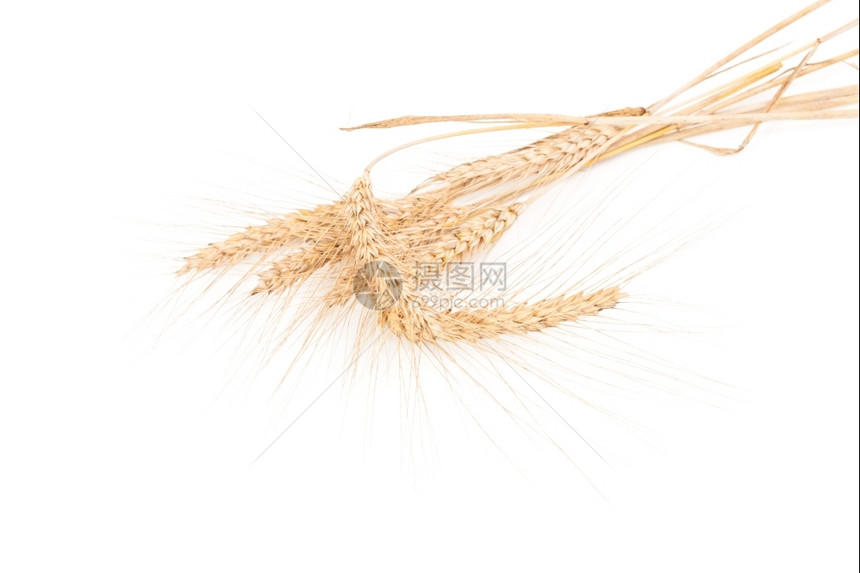庄稼金的自然白背景上分离的小麦耳朵图片