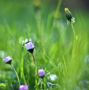 风景优美花瓣草地春天原上美丽开花的菊图片