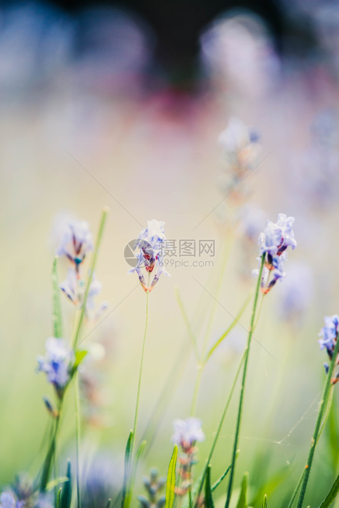 粉彩花的植物糊面背景紫菜色与bokoh刻度图片