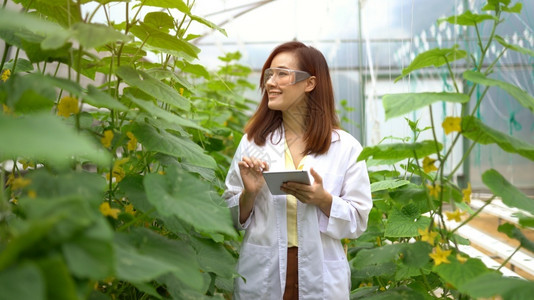 西瓜种植基地检查的专业人员图片