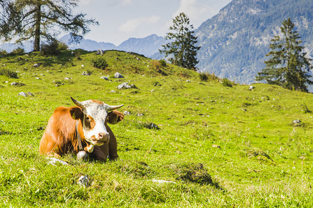 欧洲阿尔卑斯山的绿草地上奶牛高山户外春天图片