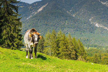 天空春欧洲阿尔卑斯山的绿草地上奶牛蓝色棕色的高清图片素材