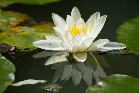 池塘中盛开的白莲花图片