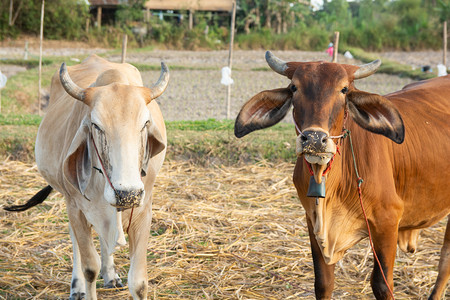 荷斯坦白色的家畜两头奶牛和棕在田地上图片