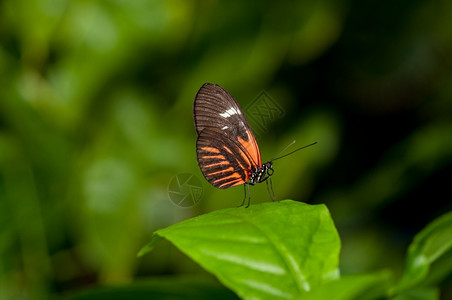 一只美丽的邮后蝴蝶在叶片上缠着森林热带叶子背景图片