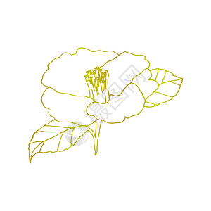 盛开植物学卡美莉娅花手绘画的插图线上工艺的花朵绘画开鲜设计原背景的详细朵元素雕刻背景图片