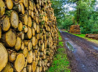 积累环境在荷兰布雷达Breda的谎言家用泥土林路关闭木柴堆树图片