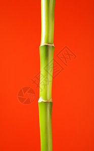 树绿色红背景的新鲜绿竹棍子安详图片