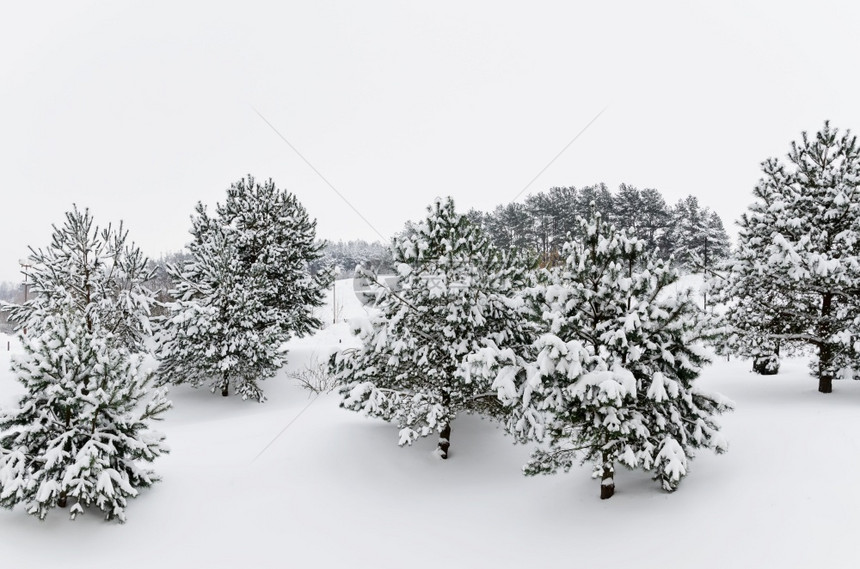 白色的寒意冬季火林树覆盖着深雪森林冬天图片
