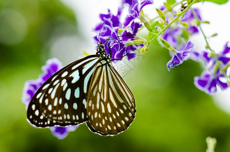 虎斑蝴蝶图片