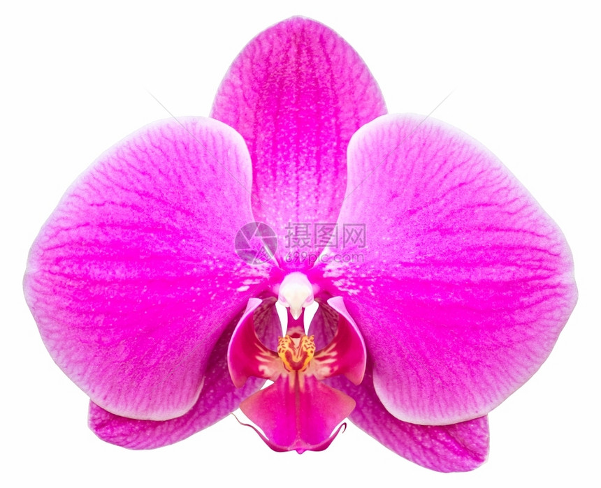 颜色粉花兰在白色上与隔绝有剪切路径紫色明亮的图片
