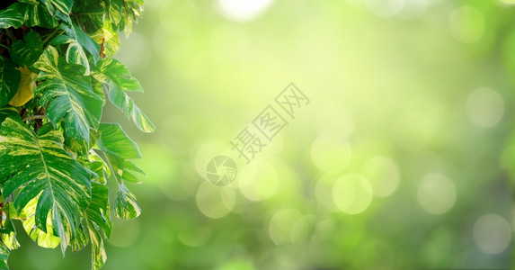 阳光叶背景bokeh模糊绿色背景美丽春天图片