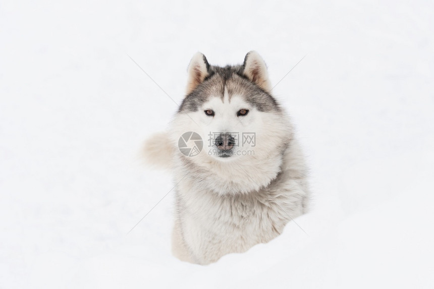 朋友西伯利亚雪上的哈斯基狗灰色荒野图片