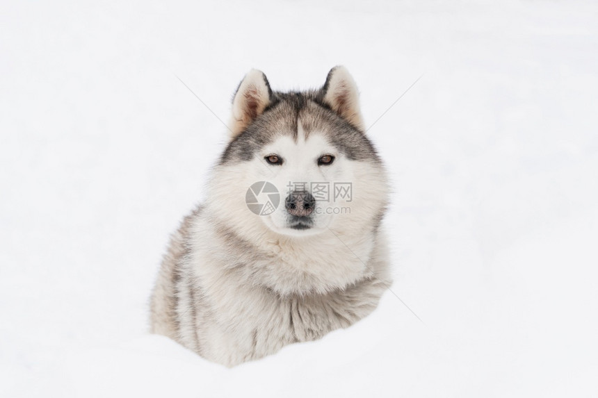 西伯利亚雪上的哈斯基狗英俊阳光阿拉斯加图片