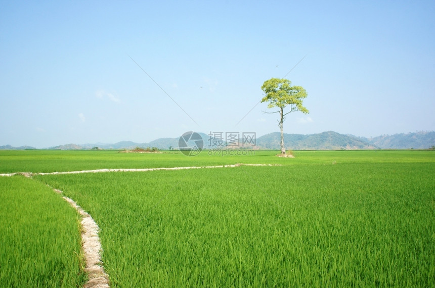 场景在下面好的越南达克拉DaklakBuonMeThuot的美丽农业田地绿稻上的树越南旅行生态地点天空下的广阔景观图片