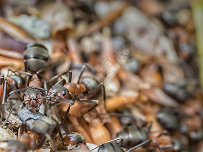 花园里自然蚂蚁的美丽关闭食物敌对的植黑色的高清图片素材