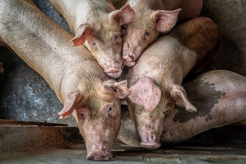 稳定的曼谷健康猪养殖场业的幼图片