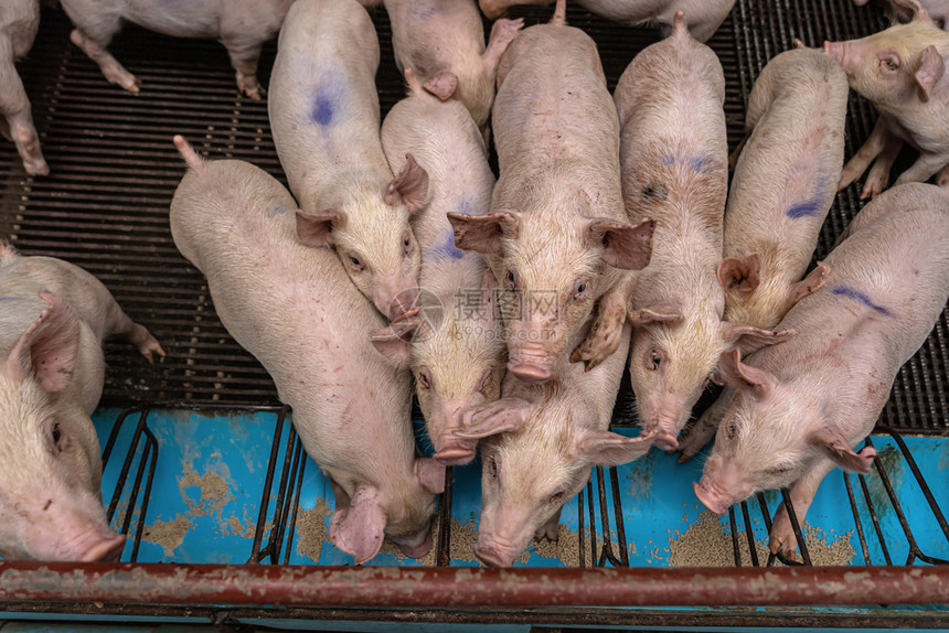 兽医猪养殖场业的幼农场总图片