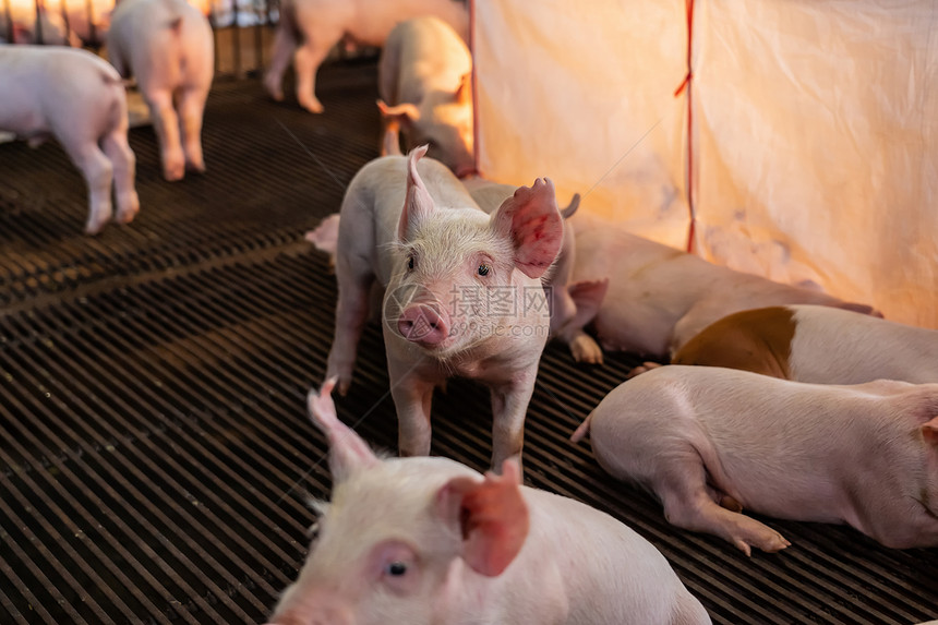 猪养殖场业的幼配种曼谷杂交图片