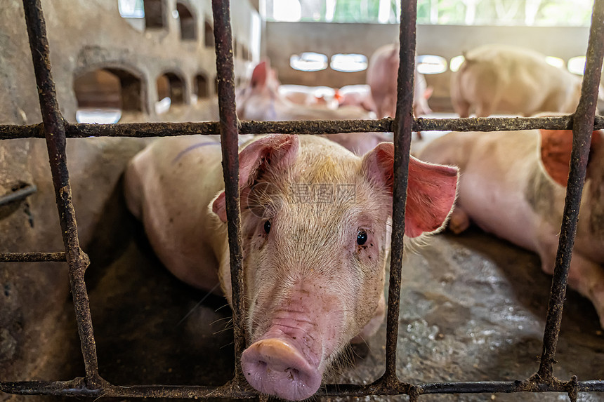 食物健康室内的猪养殖场业的幼图片