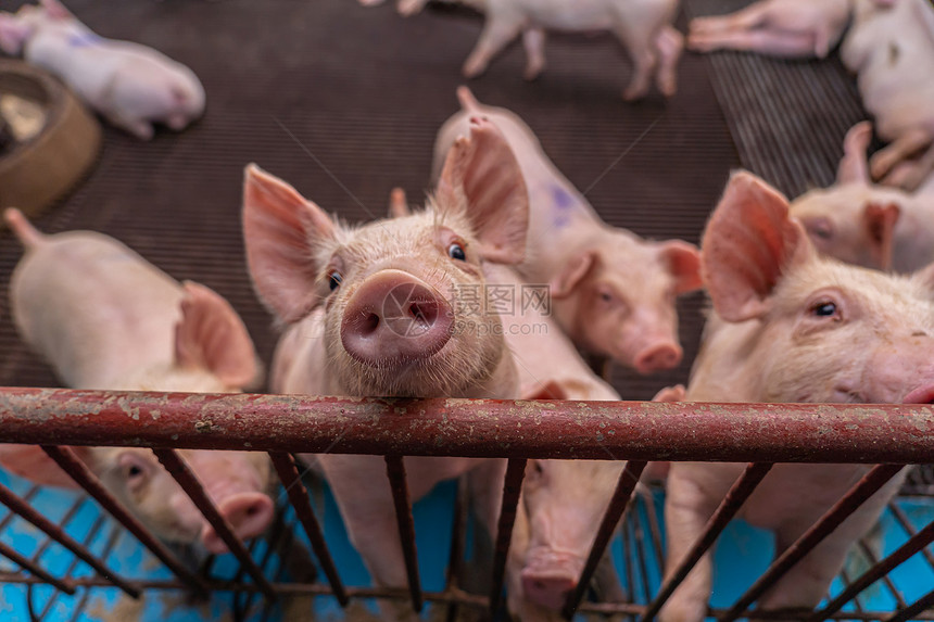 亚洲人商业猪养殖场的幼团体图片