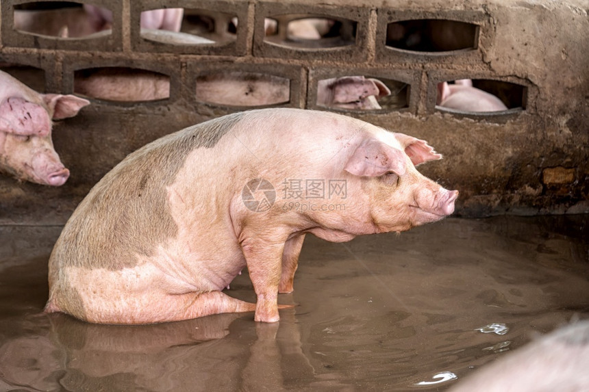 工人农场作猪养殖业的幼图片