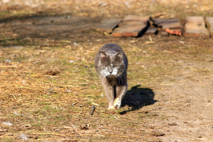 不受干扰乡下散步的猫猫黑色图片