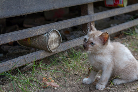 户外哺乳动物蓝眼睛的小白猫迷失在公园里坐着图片