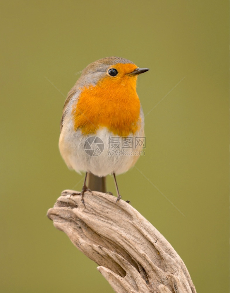美丽的鸟儿自然界有漂亮的橙红色羽毛荒野生动物枝条图片