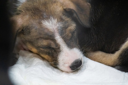 美丽的小狗在床上睡觉的肖像品种宠物有趣的梦高清图片素材