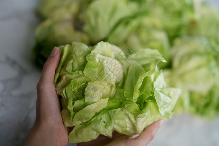 美食莴苣人类触摸新鲜沙拉的手黄油头生菜植物学图片