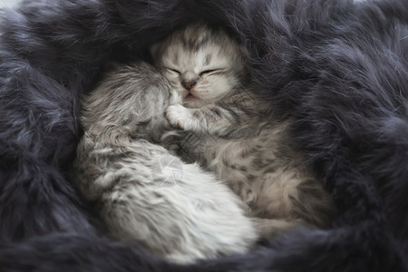 睡在毛毯里的小猫咪图片