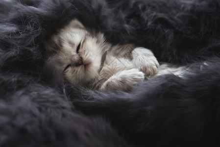 窝在毛毯里的猫咪幼崽图片